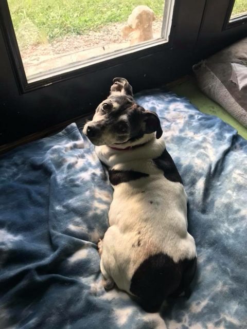Photo shared by Always & Furever