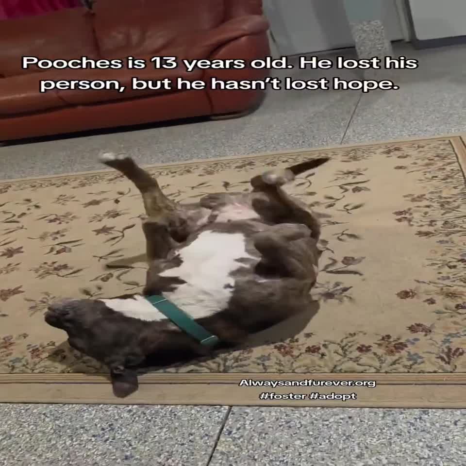 Video shared by Always & Furever