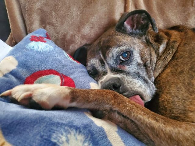 Photo shared by Always & Furever