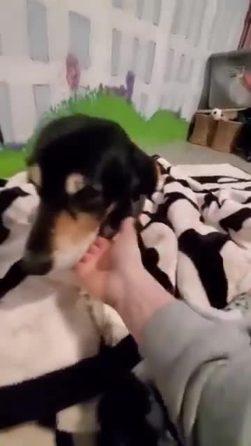 Video shared by Always & Furever