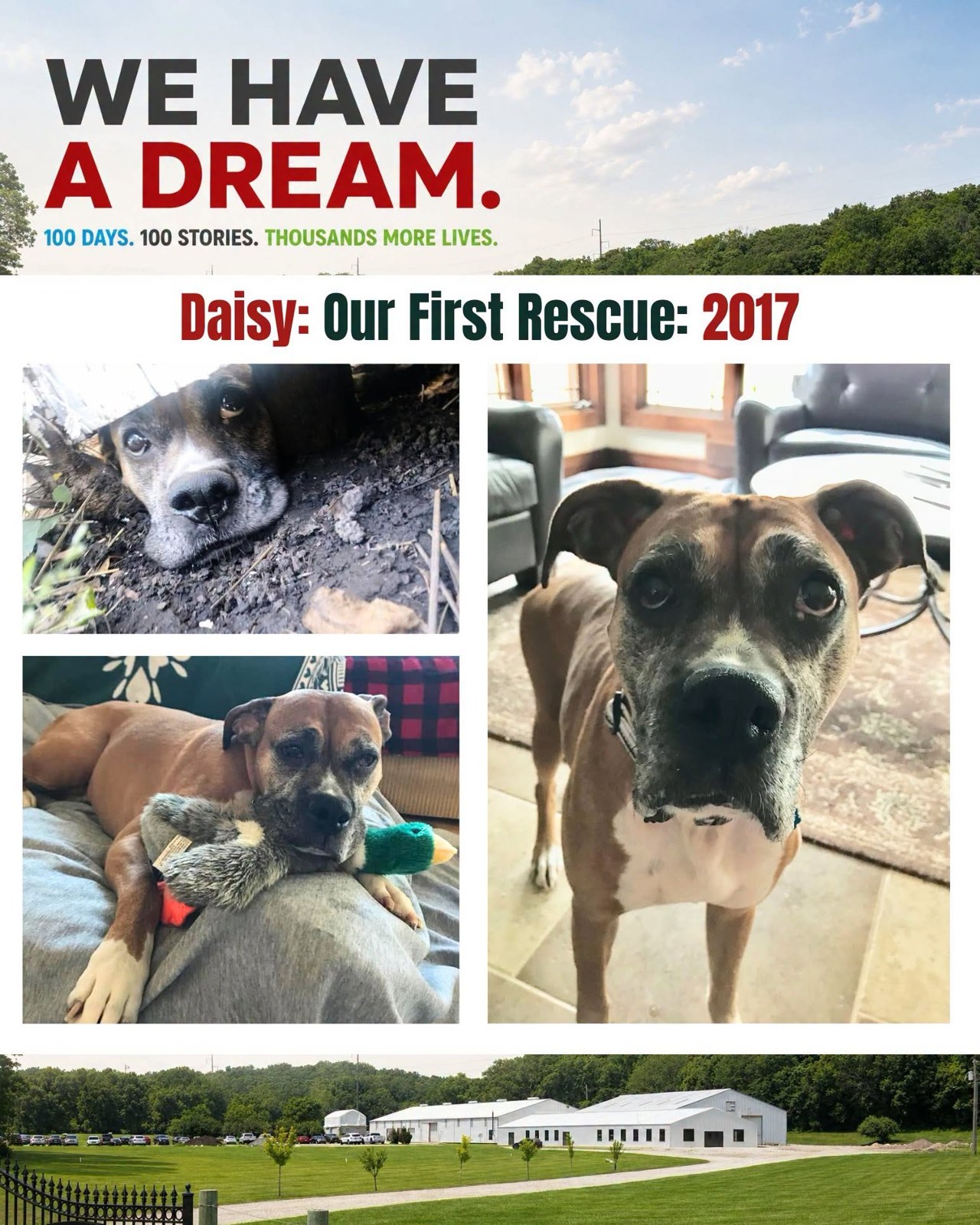 Daisy