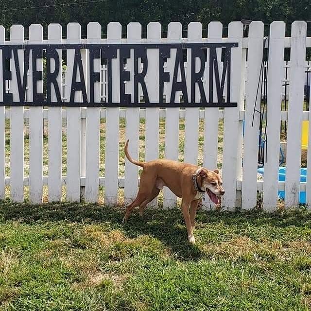 Photo shared by Always & Furever