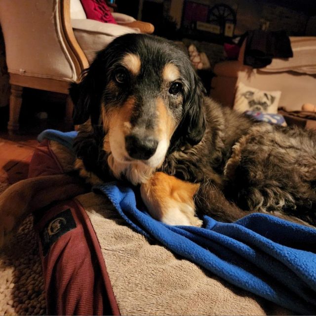 Photo shared by Always & Furever