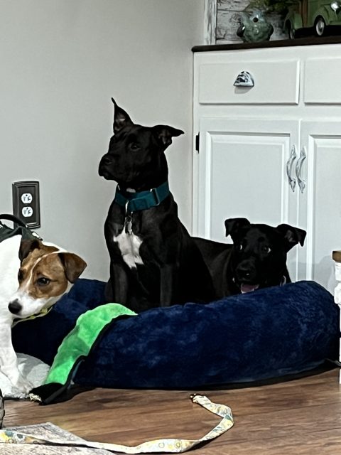 Photo shared by kimberly schraeder