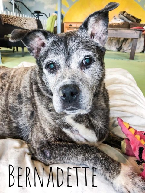 Photo shared by Always & Furever