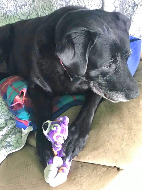 Photo shared by Always & Furever