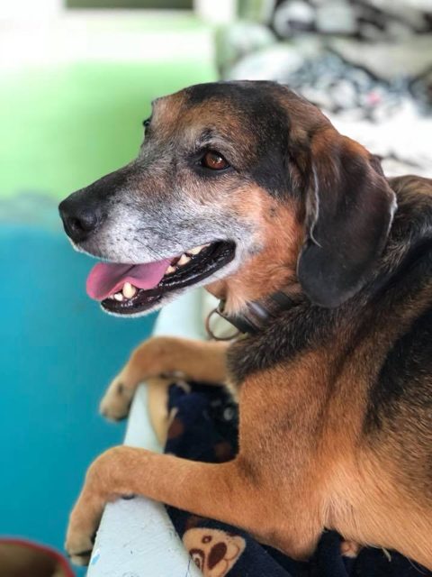 Photo shared by Always & Furever
