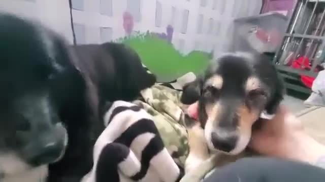 Video shared by Always & Furever