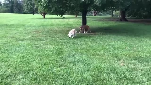 Video shared by Always & Furever