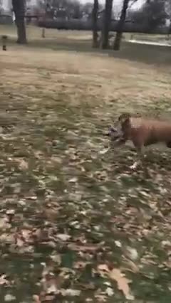 Video shared by Always & Furever