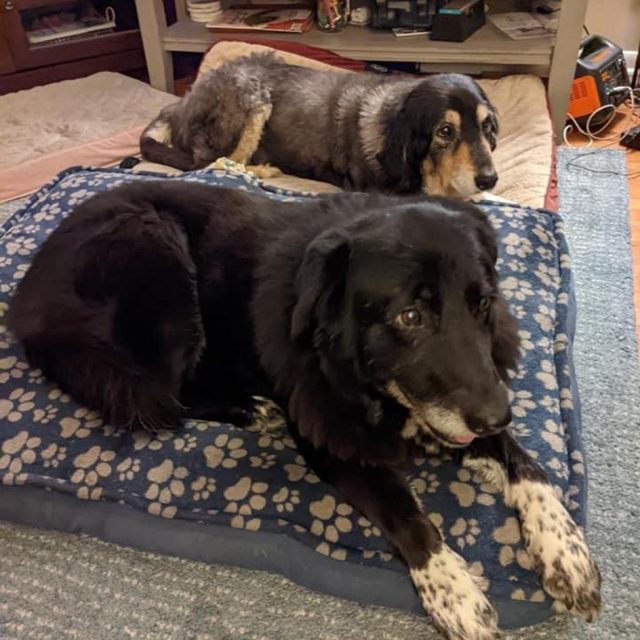 Photo shared by Always & Furever